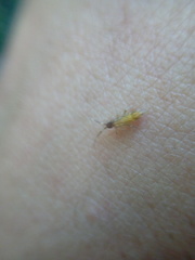 Orchesella flavescens