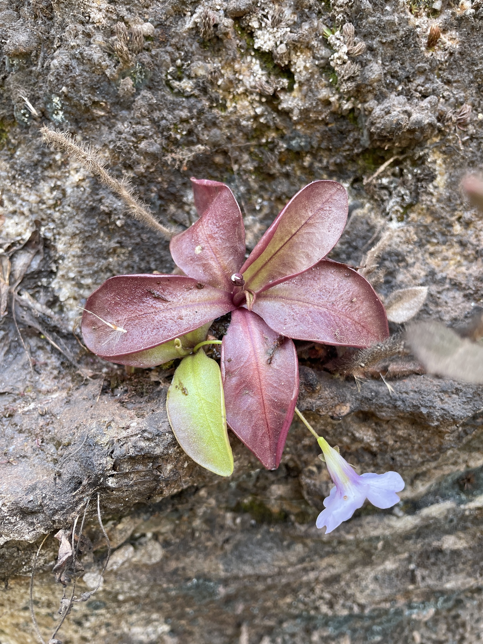 Pinguicula ombrophila Á.J.Pérez, Tobar & T.Henning