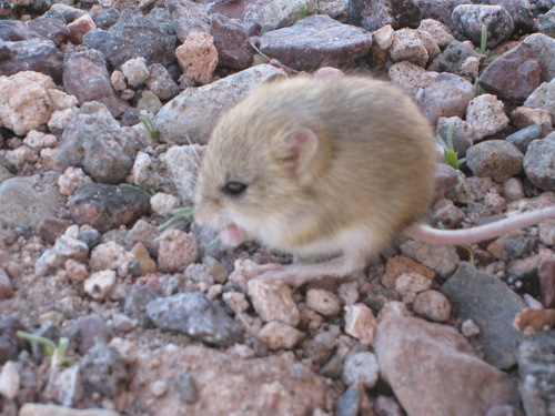 Andean Laucha (Eligmodontia puerulus) — Least Concern Mammalia
