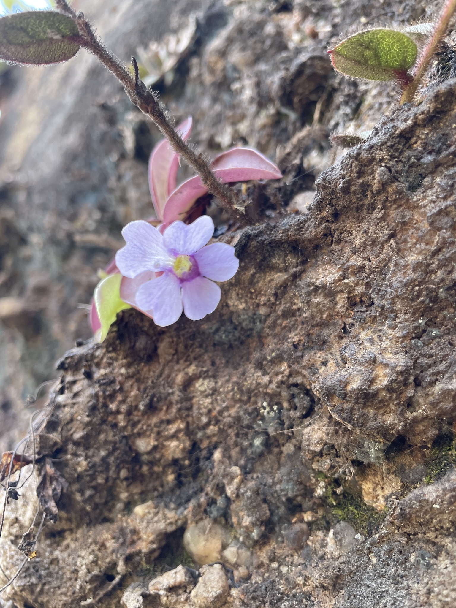 Pinguicula ombrophila Á.J.Pérez, Tobar & T.Henning 2