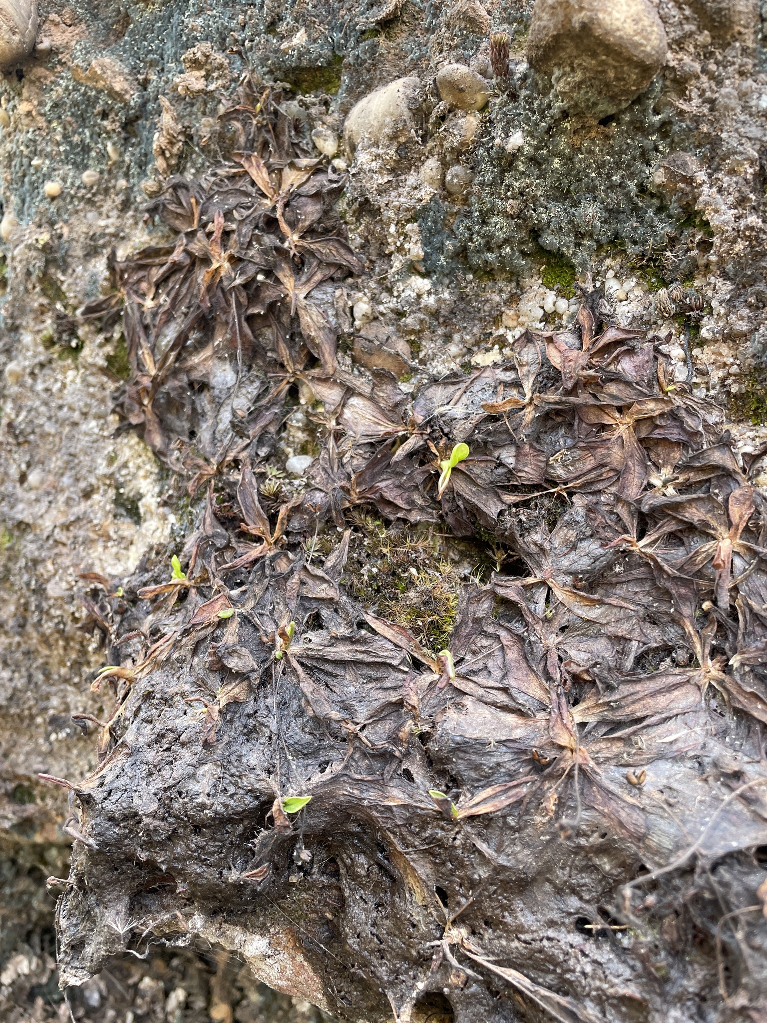 Pinguicula ombrophila Á.J.Pérez, Tobar & T.Henning 3