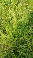 Carex cristatella