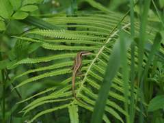 Takydromus kuehnei