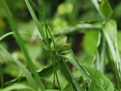 Commelina paludosa iNat (3)