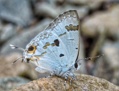 Hypolycaena othona