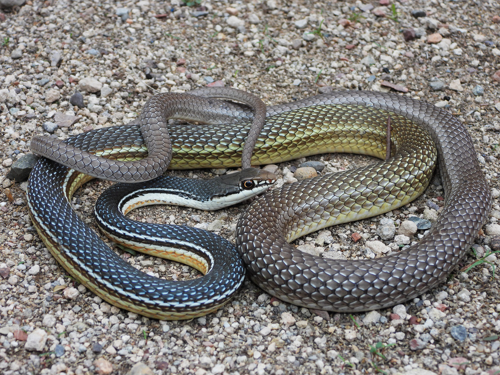Sonoran Whipsnake