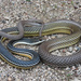 Sonoran Whipsnake - Photo (c) Yinan Li, some rights reserved (CC BY-NC), uploaded by Yinan Li