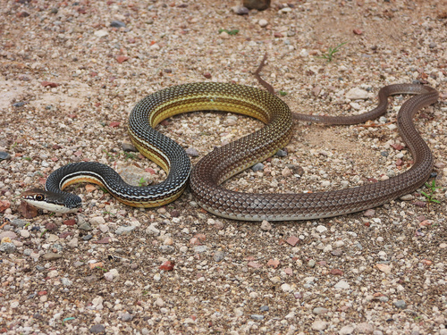Sonoran Whipsnake