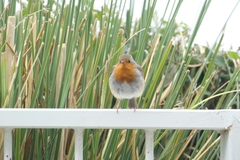 Erithacus rubecula