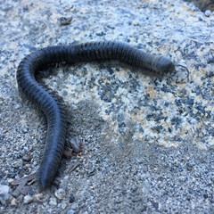 Paeromopodidae