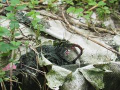 Polycanthagyna erythromelas