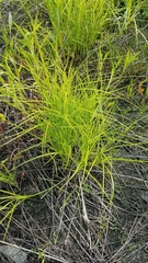 Carex cristatella