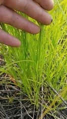 Carex cristatella