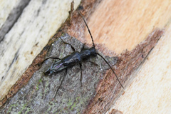 Nathrius brevipennis