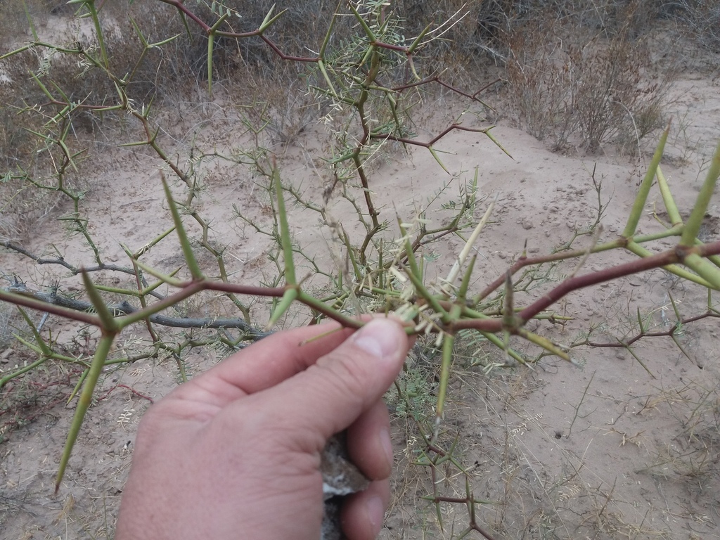 Prosopis pugionata Burkart