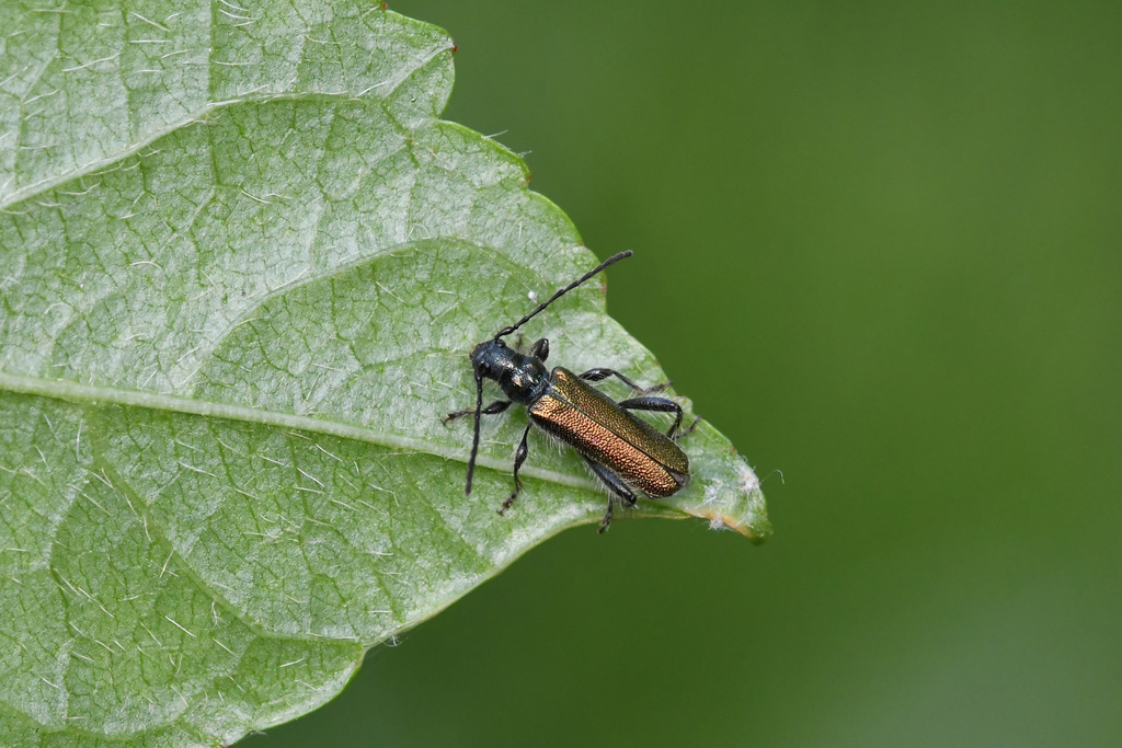 Callimus angulatus