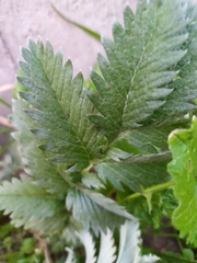 Argentina anserina