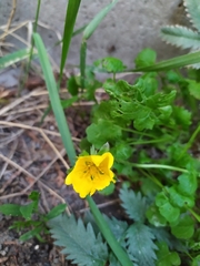 Argentina anserina