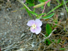 Clarkia davyi