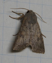 Orthosia revicta