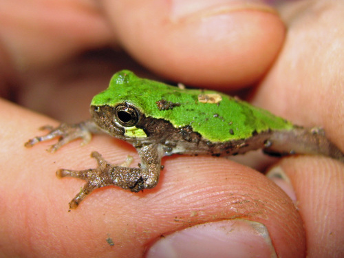 Bird-voiced Treefrog