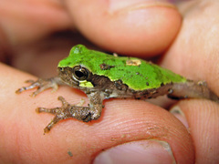 Bird-Voiced Treefrog photo 4