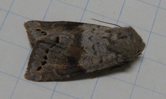 Orthosia revicta
