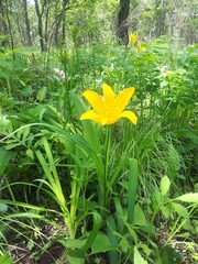 Hemerocallis middendorffii