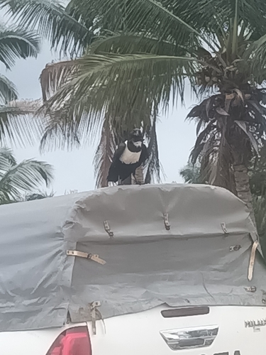 Pied Crow