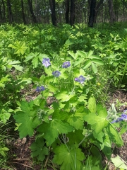 Geranium platyanthum