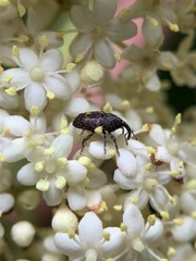 Glyptobaris lecontei