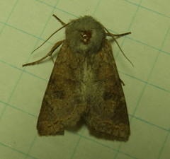 Orthosia revicta