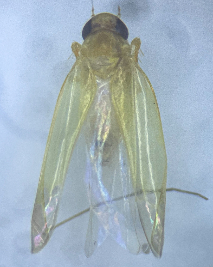 Edwardsiana ulmiphagus