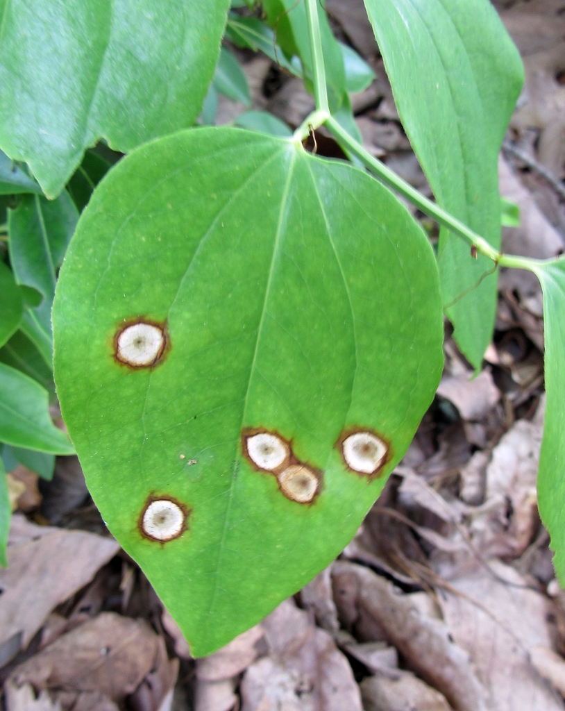 Meunieriella