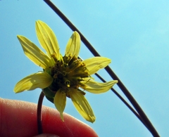 Silphium compositum