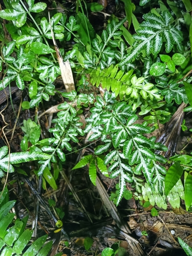 Slender Bracken