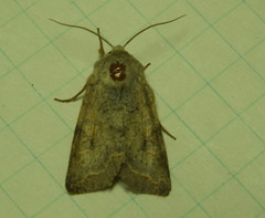 Orthosia revicta