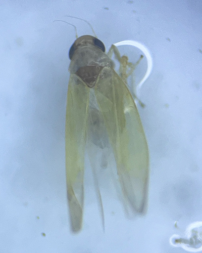 Leafhopper