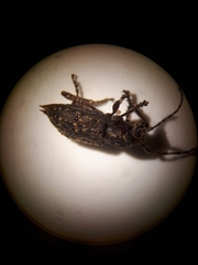 Plectrura spinicauda