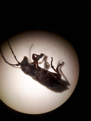 Plectrura spinicauda