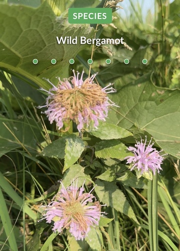 iNaturalist observation 2024-07-21