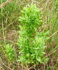 Rayjacksonia phyllocephala