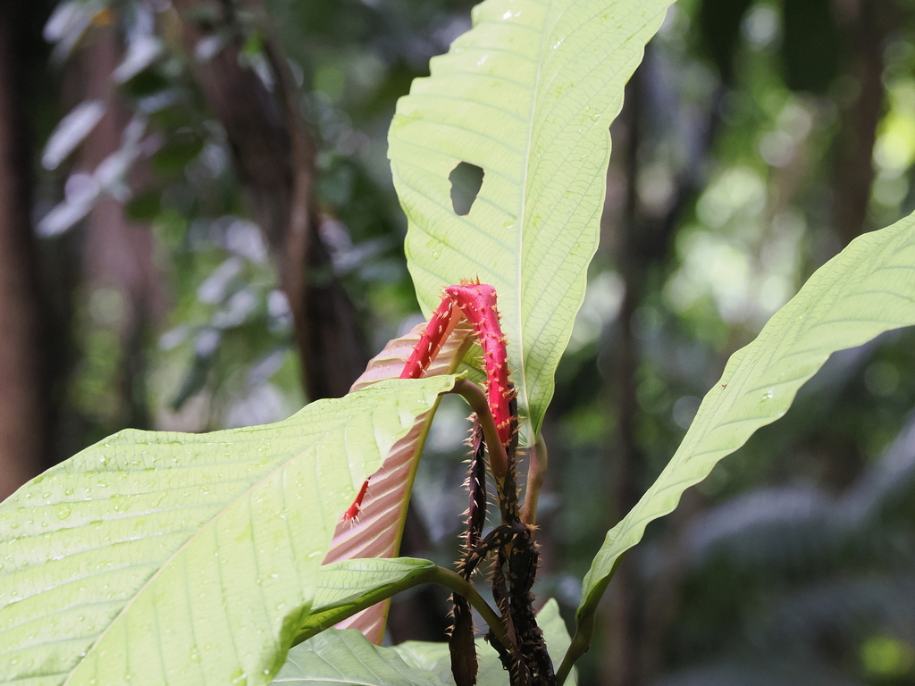 Dipterocarpus cornutus; photograph (c) Lucas Christofides, some rights reserved (CC BY)
