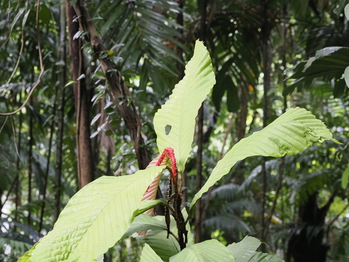 Dipterocarpus cornutus, photograph 4