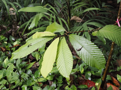 Dipterocarpus cornutus, photograph 5