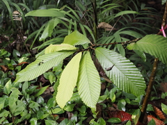 (c) Lucas Christofides, some rights reserved (CC BY) Dipterocarpus cornutus, photograph (c) Lucas Christofides, some rights reserved (CC BY)