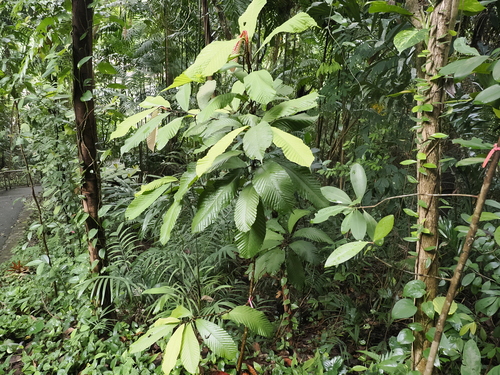Dipterocarpus cornutus, photograph 6
