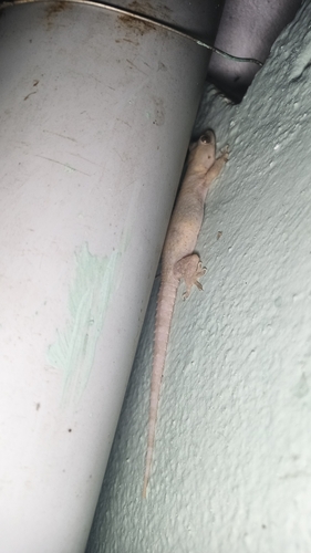 Tropical House Gecko