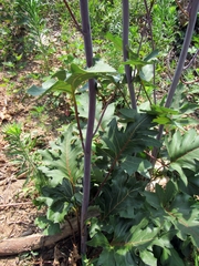 Silphium compositum