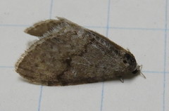 Operophterini